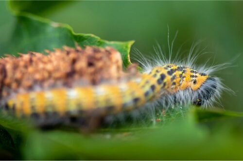 Urgences Vétérinaires : Alerte Chenilles !
