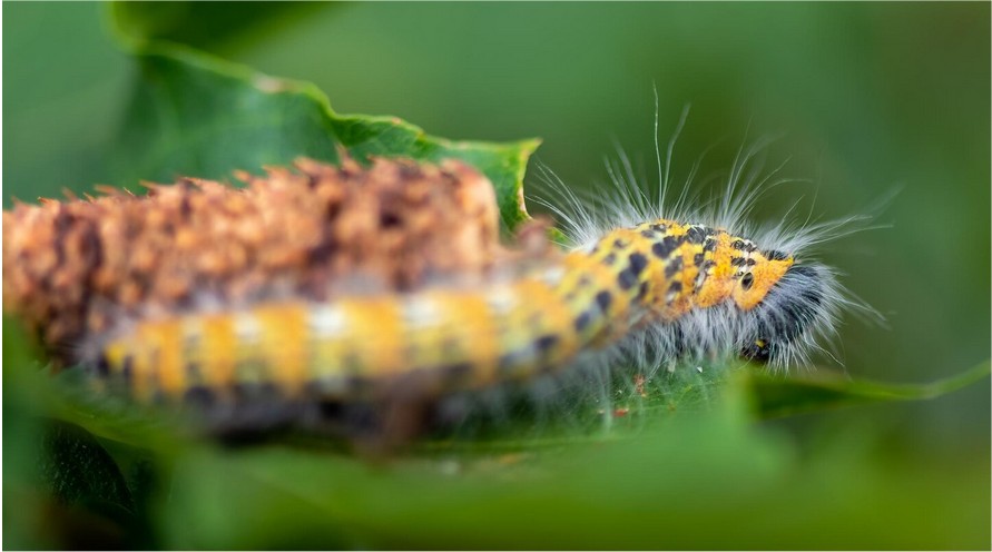 Urgences Vétérinaires : Alerte Chenilles !